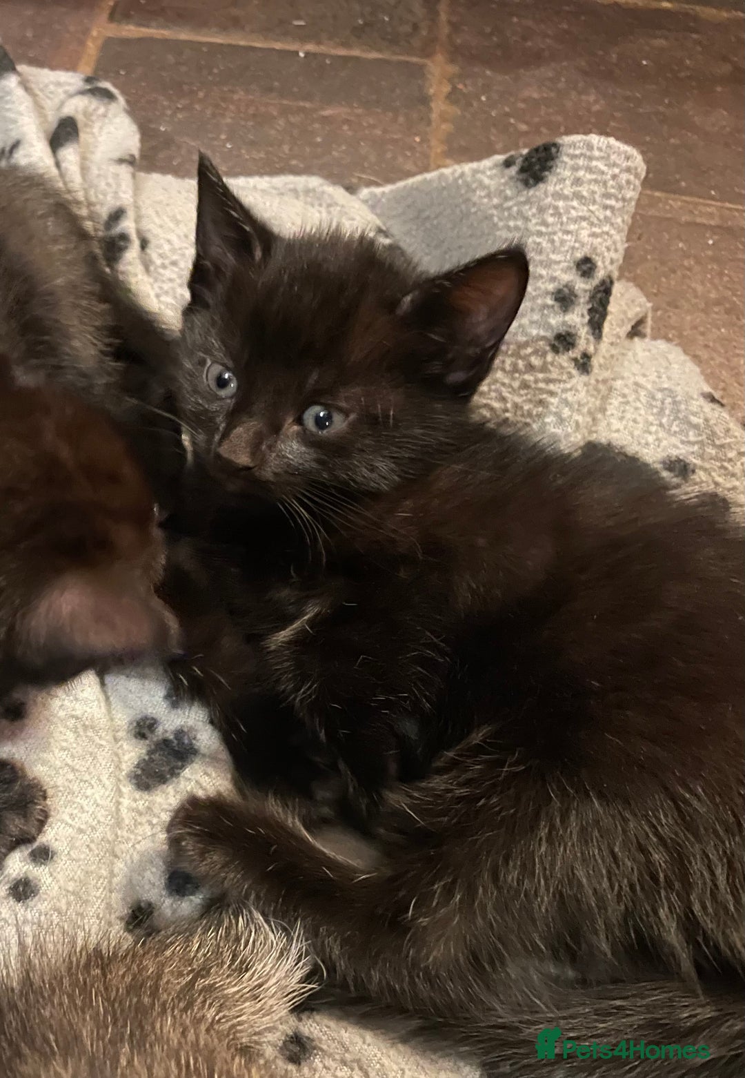 Mixed Breed cats for sale: Russian blue cross black and tabby kittens  - Advert 4