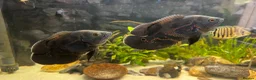 Cichlids fish for sale: Tiger Oscars  - Advert 2
