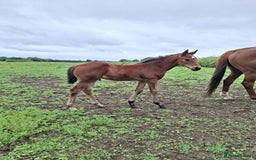 Irish Draught horses for sale: Irish Draught/ISH foals for sale  - Image 4