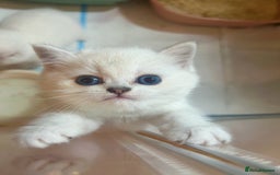British Longhair cats for sale: 5 Beautiful blue eyed British Shorthair in London - Image 8