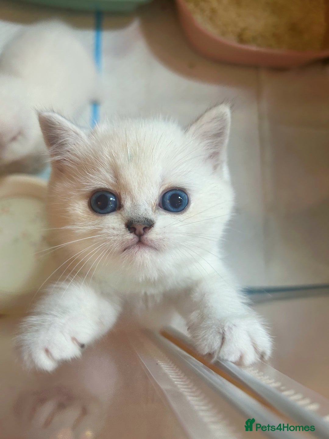 British Longhair cats for sale: 5 Beautiful blue eyed British Shorthair in London - Image 8