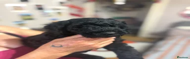 Miniature Poodle 2