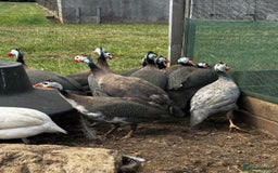 Guinea Fowl poultry for sale: Guinea Fowl - Image 2