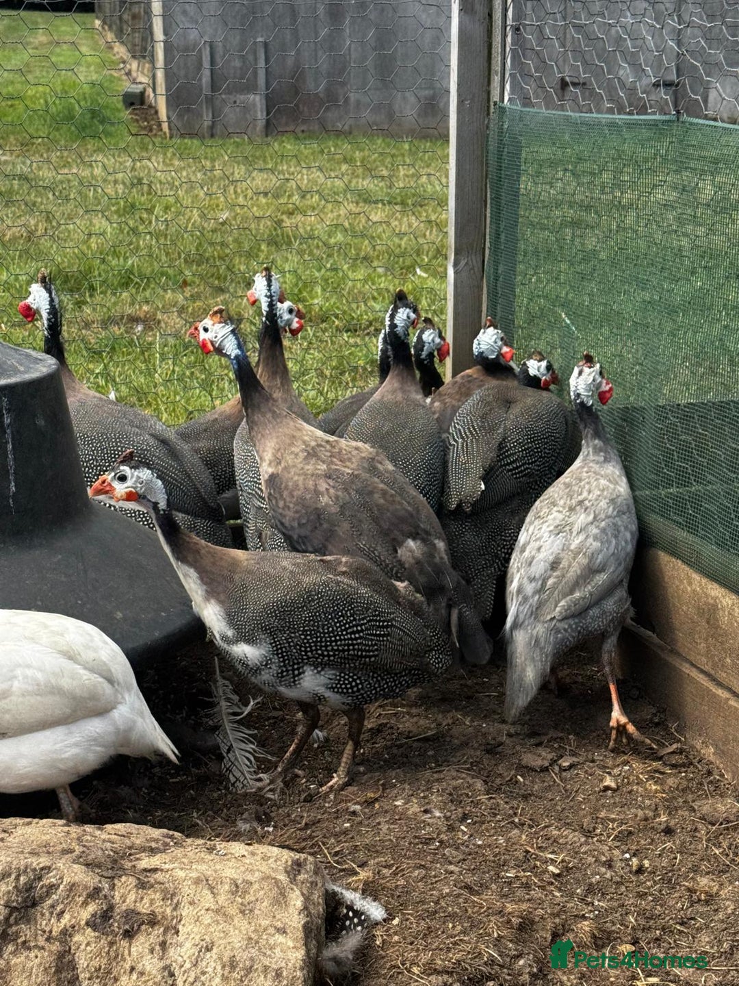 Guinea Fowl poultry for sale: Guinea Fowl - Image 2