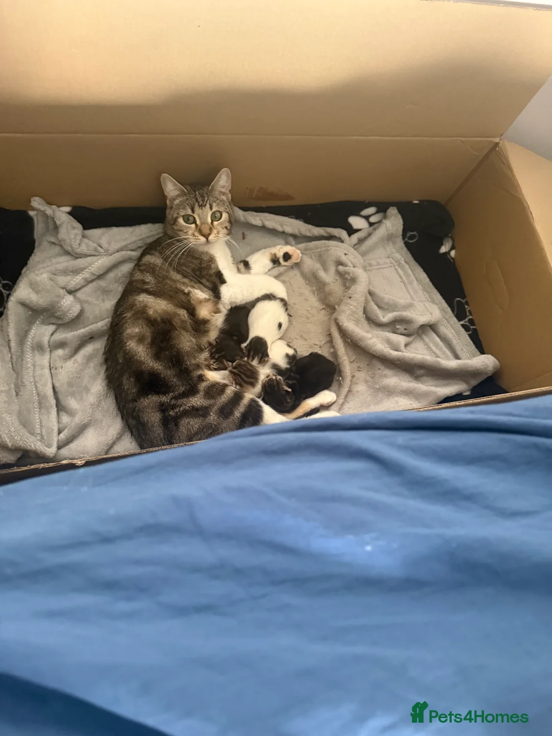 British Shorthair cats for sale: 4 kittens for sale - Advert 2