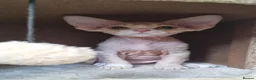 Devon Rex cats for sale: ❤️ Gorgeous Devon Rex Kittens ❤️ - Advert 14
