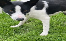 Border Collie dogs for sale: Border Collie Puppies - Image 29