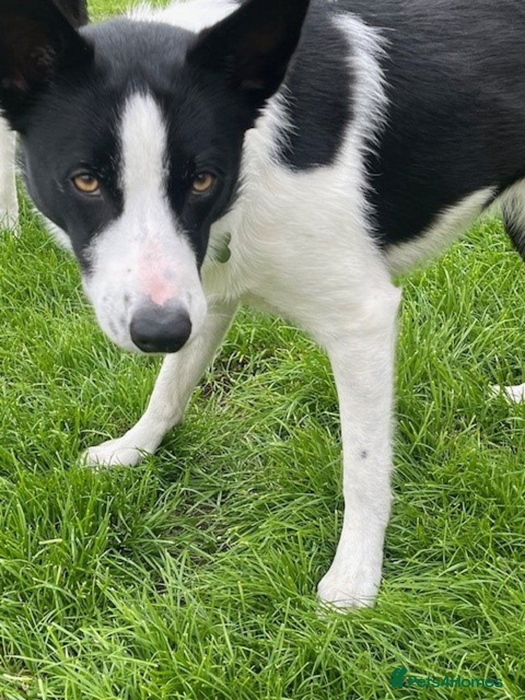 Border Collie dogs for sale: Border Collie Puppies - Image 29