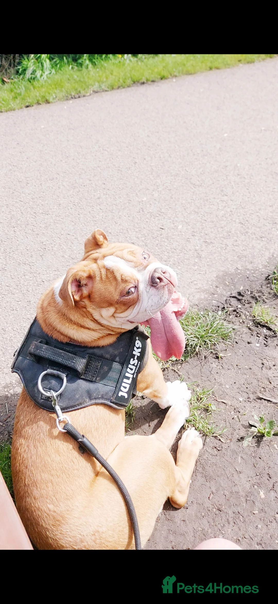 Olde English Bulldogge dogs for stud: Olde English bulldogge for stud - Advert 2