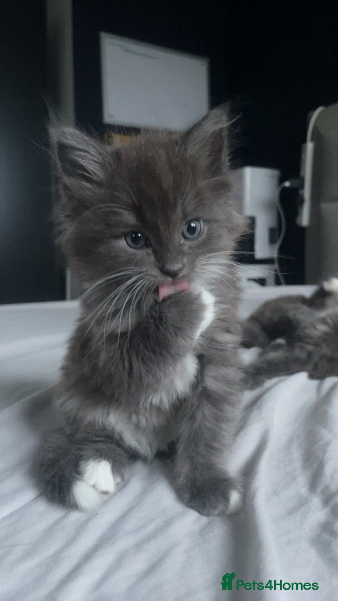 Ragdoll cats for sale: 4 maincoon x ragdoll kittens - Advert 20