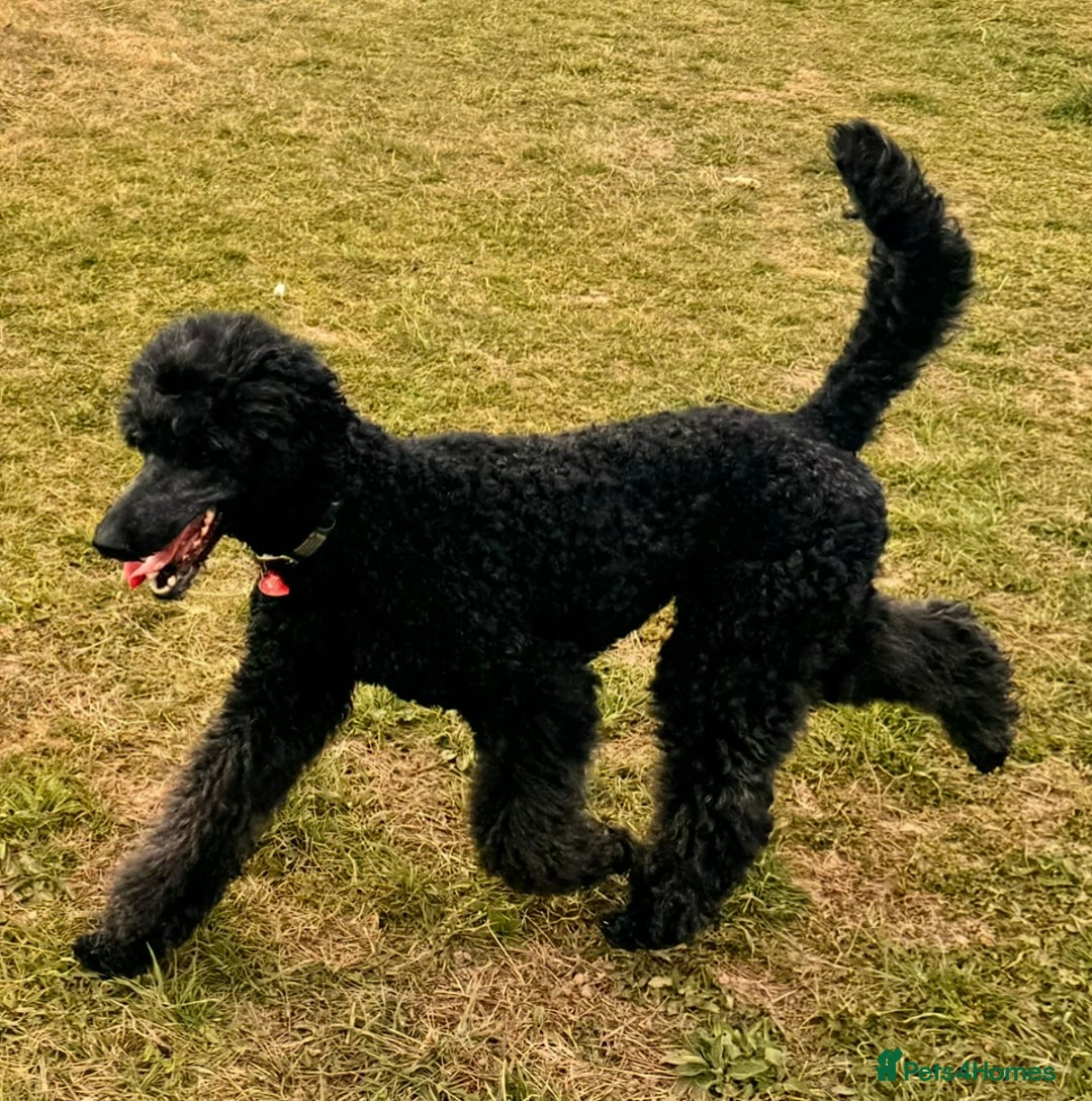 Standard Poodle dogs for sale: Wonderful standard poodle pup’s - Advert 1