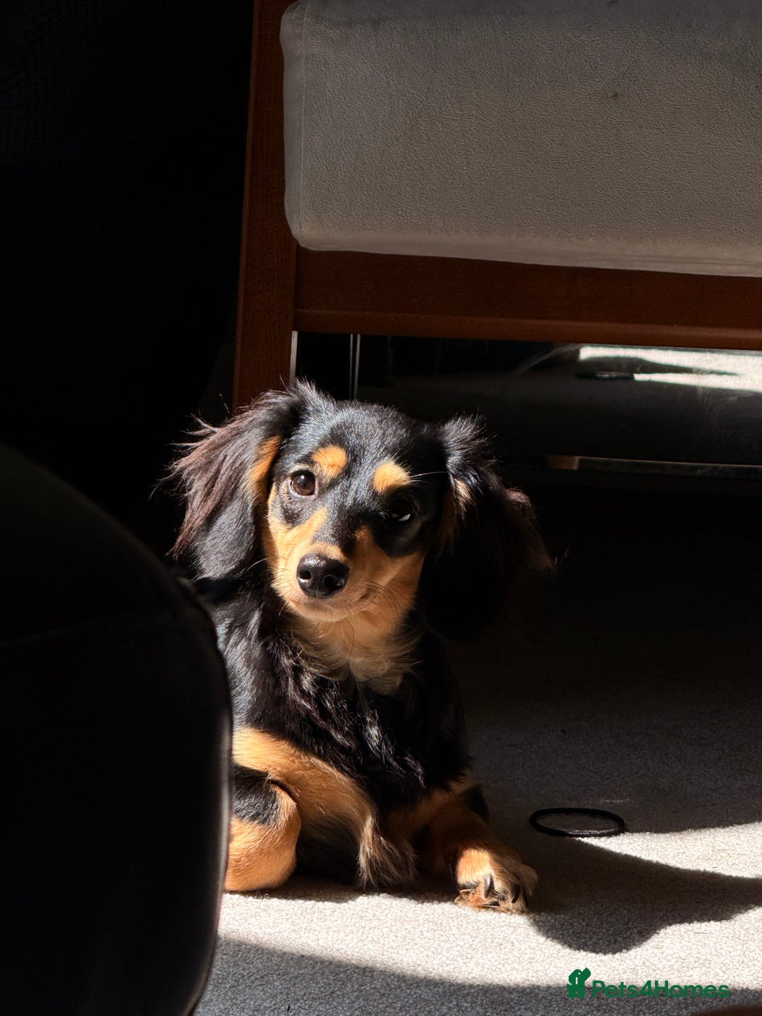 Miniature Dachshund dogs for sale: Beautiful Maï - Image 4