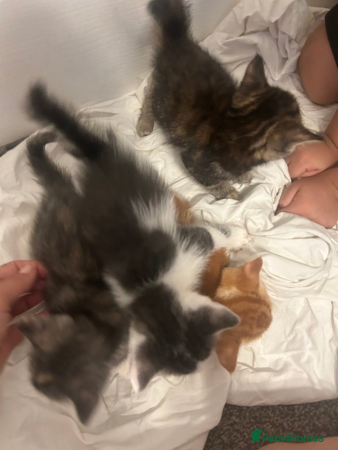 Mixed Breed cats for sale: 4 beautiful kittens ready to go 31st August - Image 10