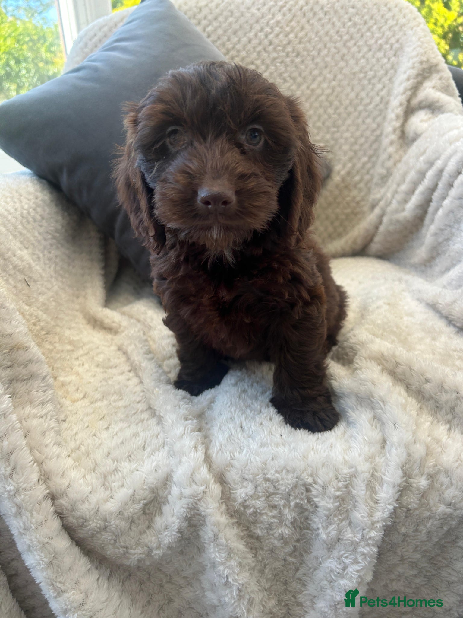 Cockapoo dogs F1 cockapoo puppies - Advert 2