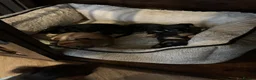 Jack Chi dogs for sale: 4 Gorgeous puppies for new loving homes - Advert 20