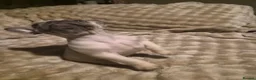 French Bulldog dogs for sale: French bulldog pups x3 Bitches - Advert 6