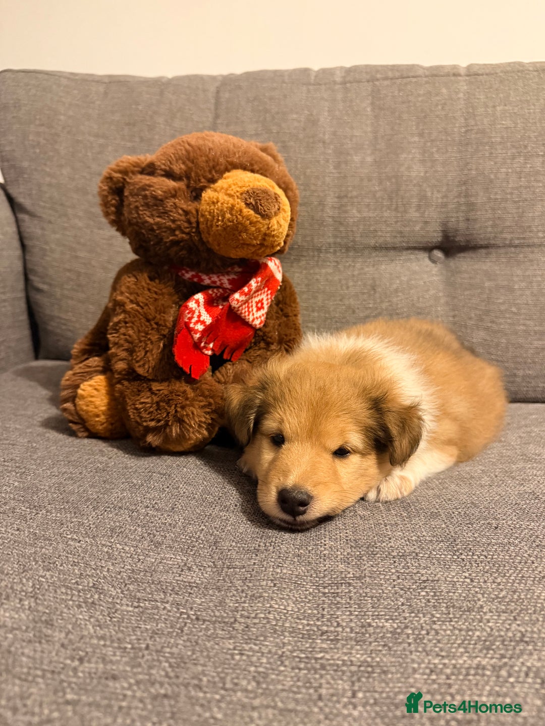 Shetland Sheepdog dogs for sale: Sable & white Male Shetland Sheepdog Puppy - Advert 1