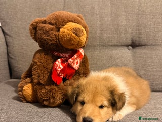 Shetland Sheepdog dogs Sable & white Male Shetland Sheepdog Puppy - Advert 9