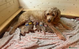 Mini Goldendoodle dogs for sale: Miniature Goldendoodle F1b Puppies - Advert 7