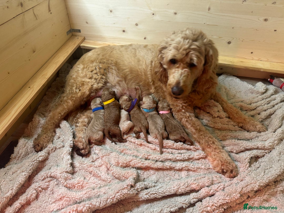 Mini Goldendoodle dogs for sale: Miniature Goldendoodle F1b Puppies - Advert 7