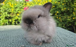 Angora rabbits for sale: ♥️READY NOW🧡Teddydwerg babies- Imported parents🧡 - Image 17