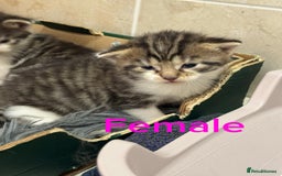 Mixed Breed cats for sale: 3 beautiful kittens  - Image 5