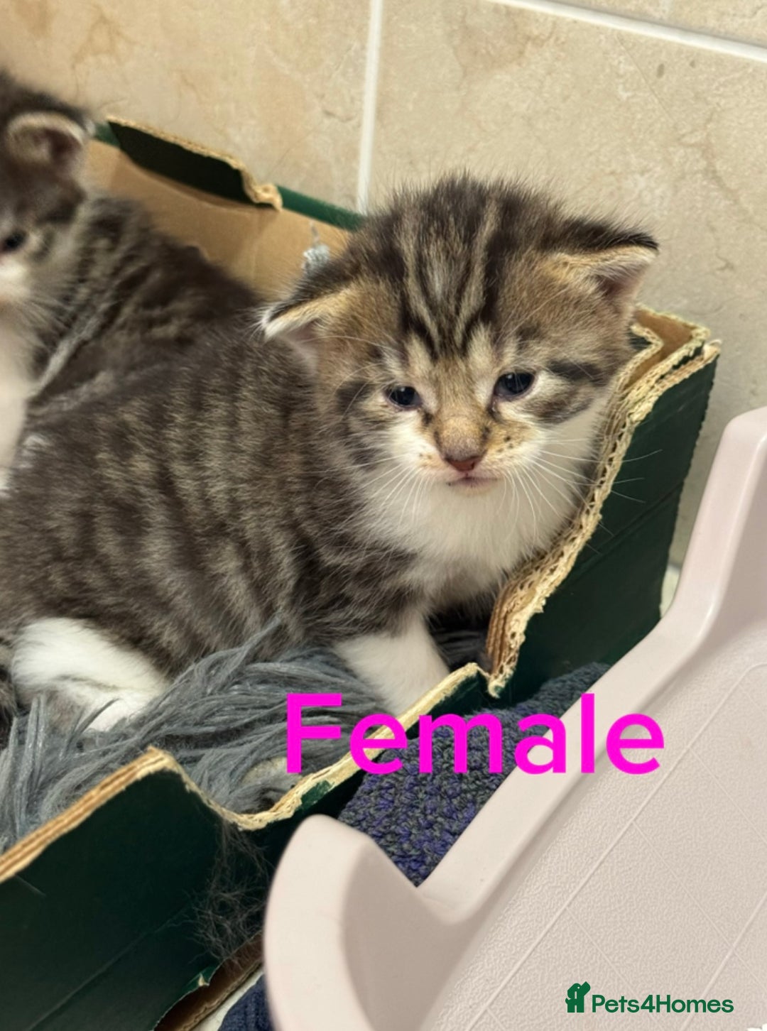 Mixed Breed cats for sale: 3 beautiful kittens  - Image 5