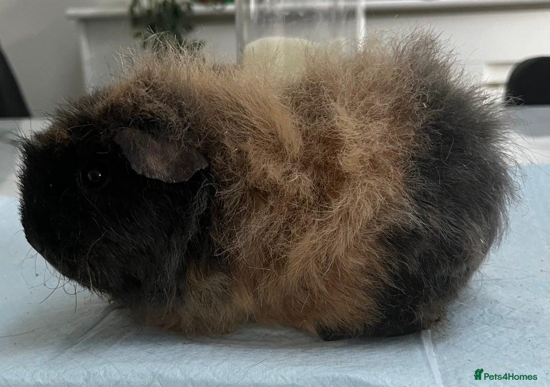 Guinea Pig rodents for sale: Female guinea pigs - Advert 7