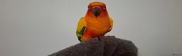 Conures birds for sale: Jenday Conure rehoming in Sheffield - Advert 2