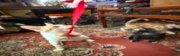 Mixed Breed cats for sale: 4 Beautiful Kittens in Erith - Advert 10