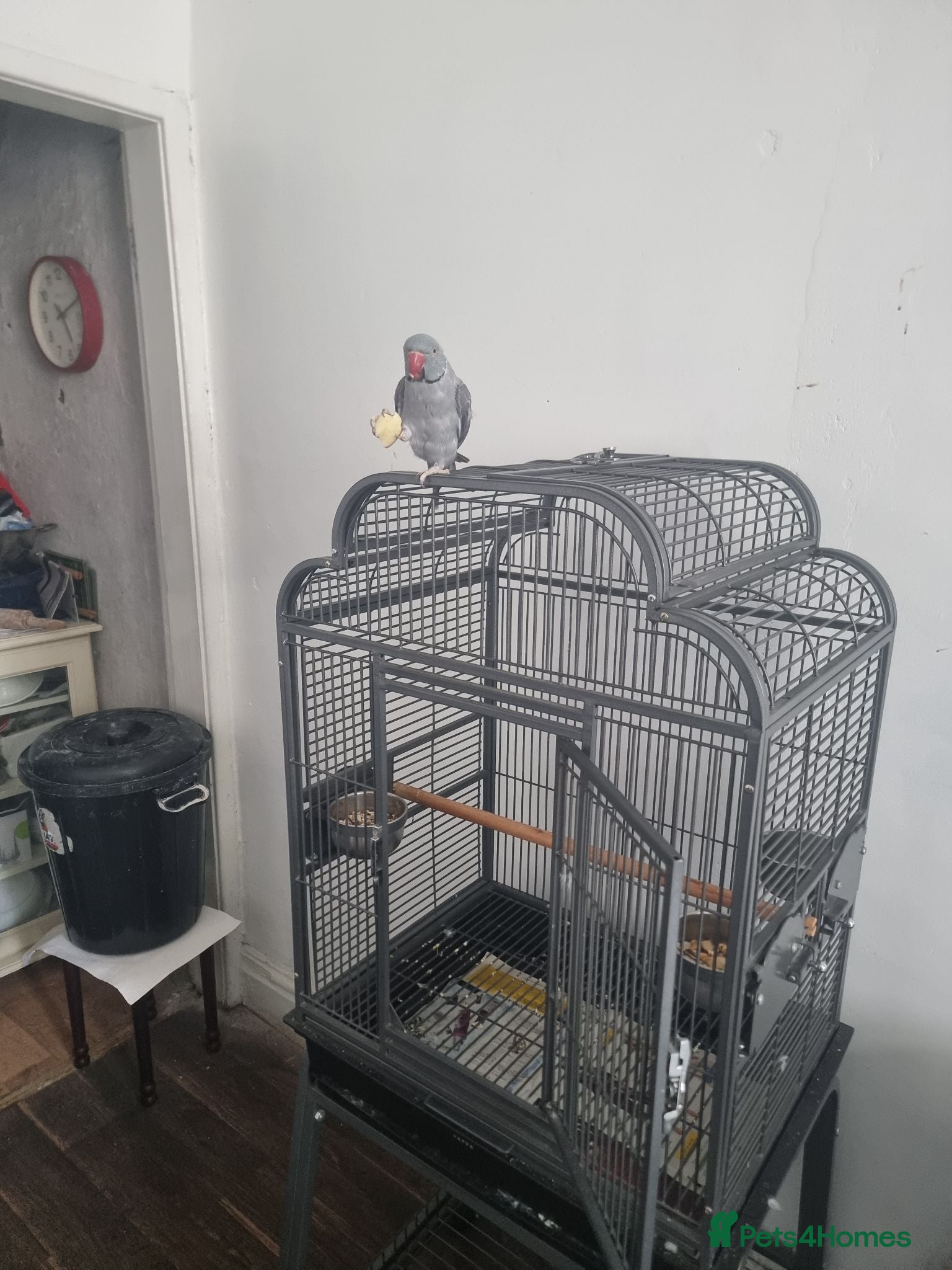 Parrots birds Beautiful rare male grey  ringneck talking parrot  - Advert 11