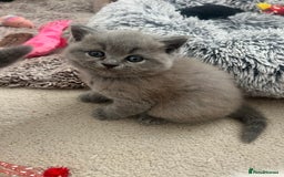 British Shorthair cats for sale: 💙Baby British Blue/Ragdoll Boy 💙 - Image 7