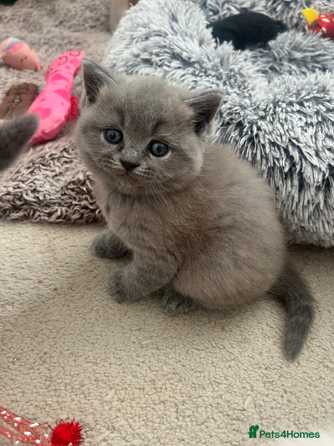 British Shorthair cats for sale: 💙Baby British Blue/Ragdoll Boy 💙 - Image 7