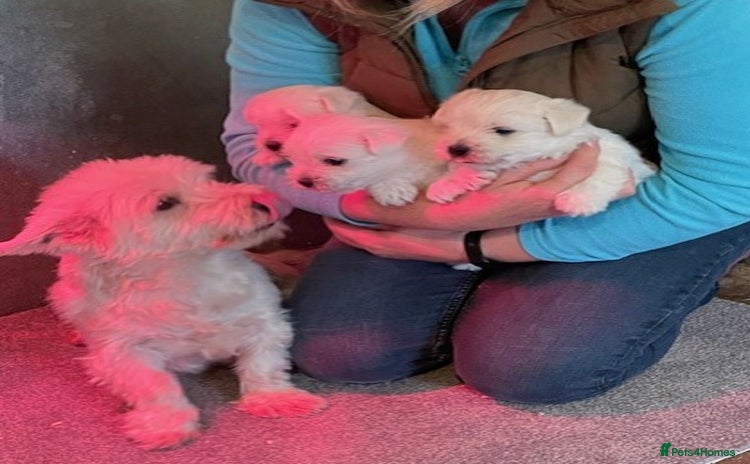 West Highland Terrier dogs - Advert 1
