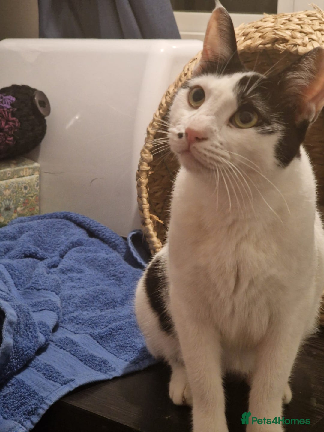 Mixed Breed cats for adoption: Indoor Rescue Lucy  - Advert 5
