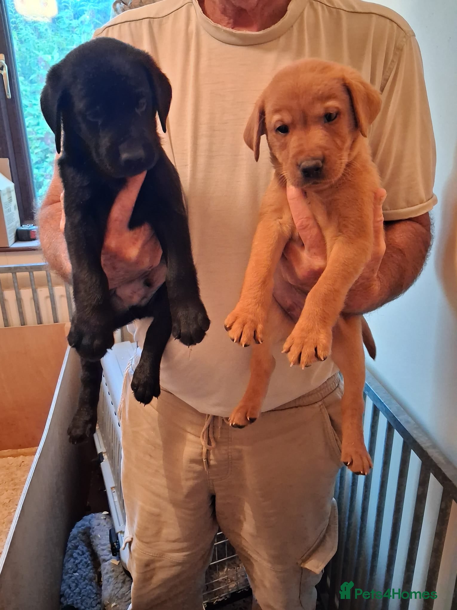 Labrador Retriever dogs for sale: Labrador fox Red and black puppies kc registered  - Advert 1