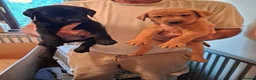 Labrador Retriever dogs for sale: Labrador fox Red and black puppies  - Advert 5