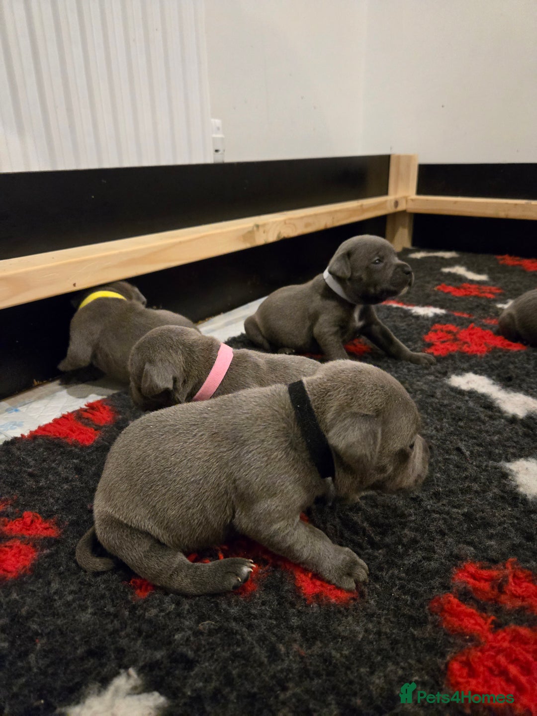 Staffordshire Bull Terrier dogs for sale: Blue Staffy Puppies 🐶 - Advert 15