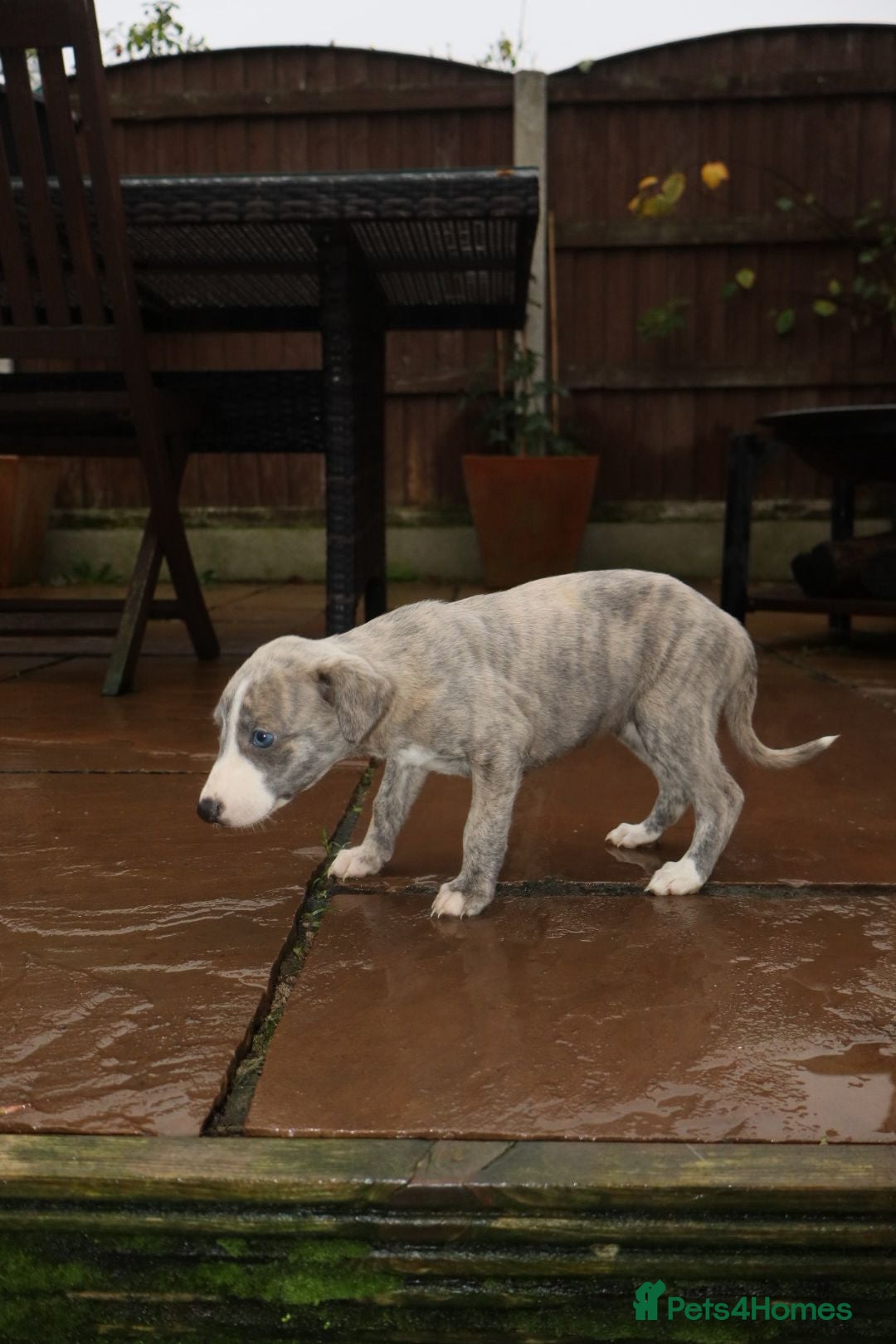 Whippet dogs for sale: KC registered Whippet pups - Advert 34