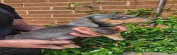 Dachshund dogs for sale: Beautiful dapple daschunds - Advert 10
