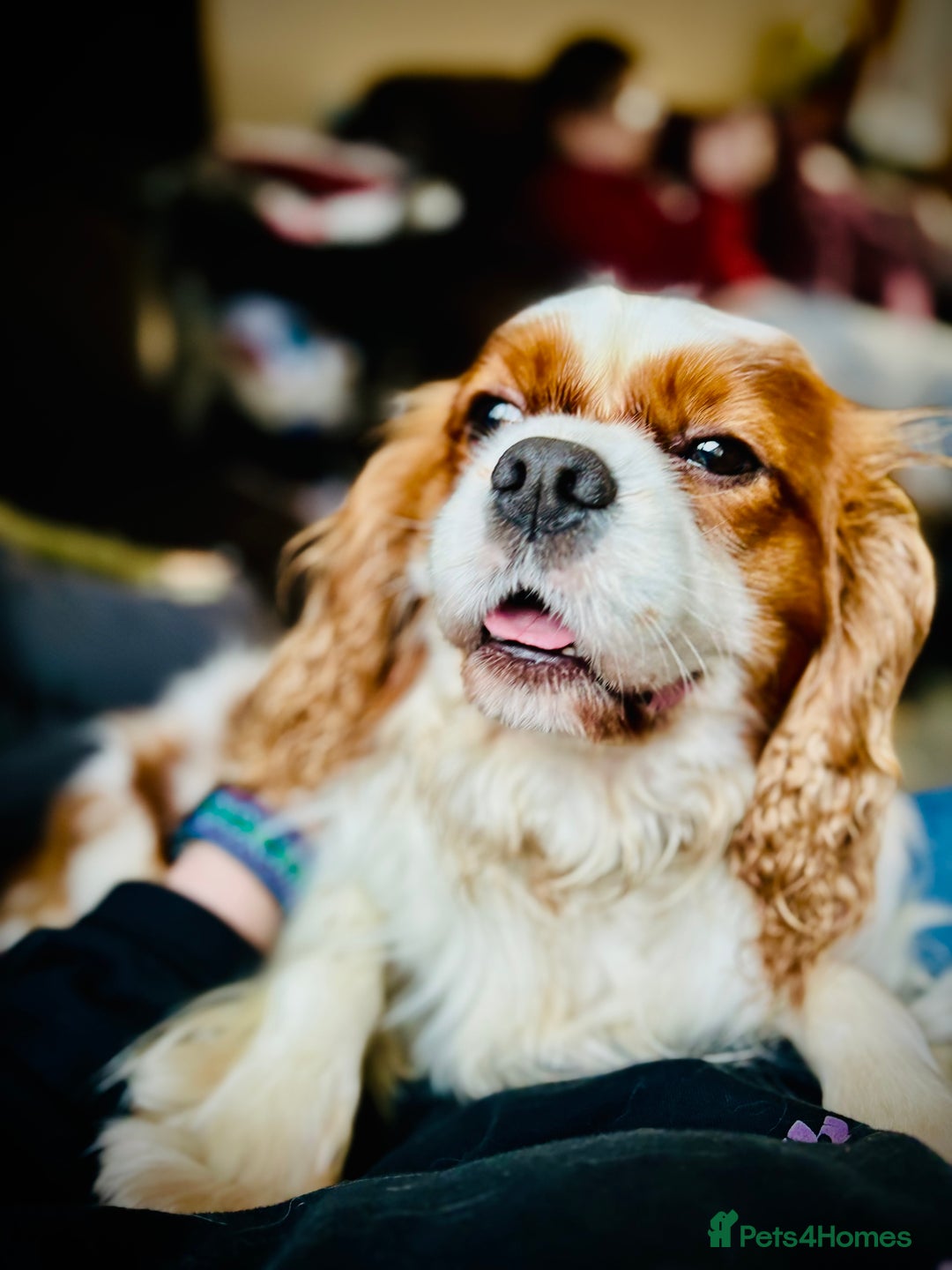 Cavalier King Charles Spaniel dogs for stud: Fully health tested proven Kc reg, multi gen clear in Wrexham - Image 30