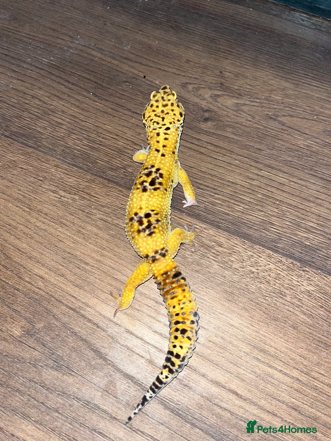 Leopard Gecko reptiles for sale: Leopard Gecko - Hi-Yellow morph, big boy! - Advert 2