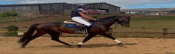 Irish Thoroughbred horses for sale: Espresso - tall, dark, handsome. - Advert 1
