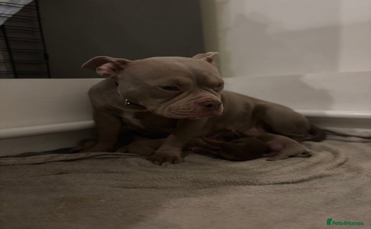 American Bully dogs - Advert 7