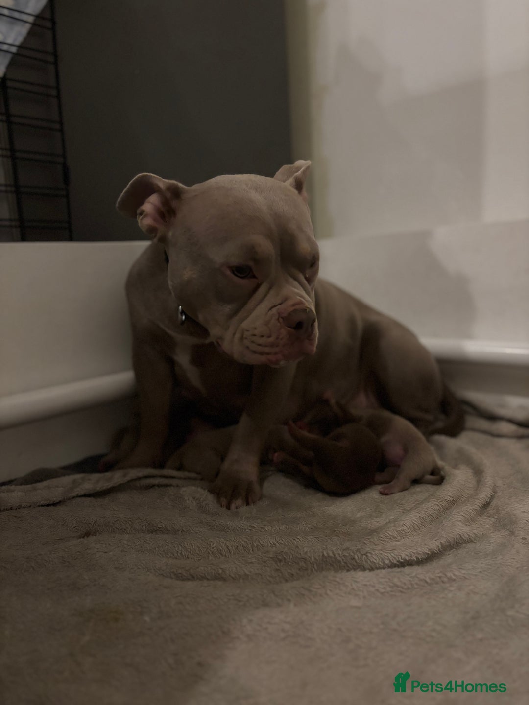 American Bully dogs for sale: Miniature micro bully puppies - Image 1