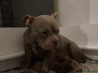 American Bully dogs for sale - Advert 1