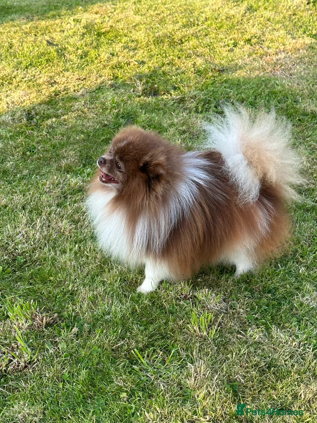 Pomeranian dogs for stud: Short and compact chocolate party colour boy in Lanark - Advert 15