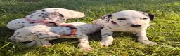 Dalmatian dogs for sale: Exceptional KC Dalmatian Puppies  - Advert 12