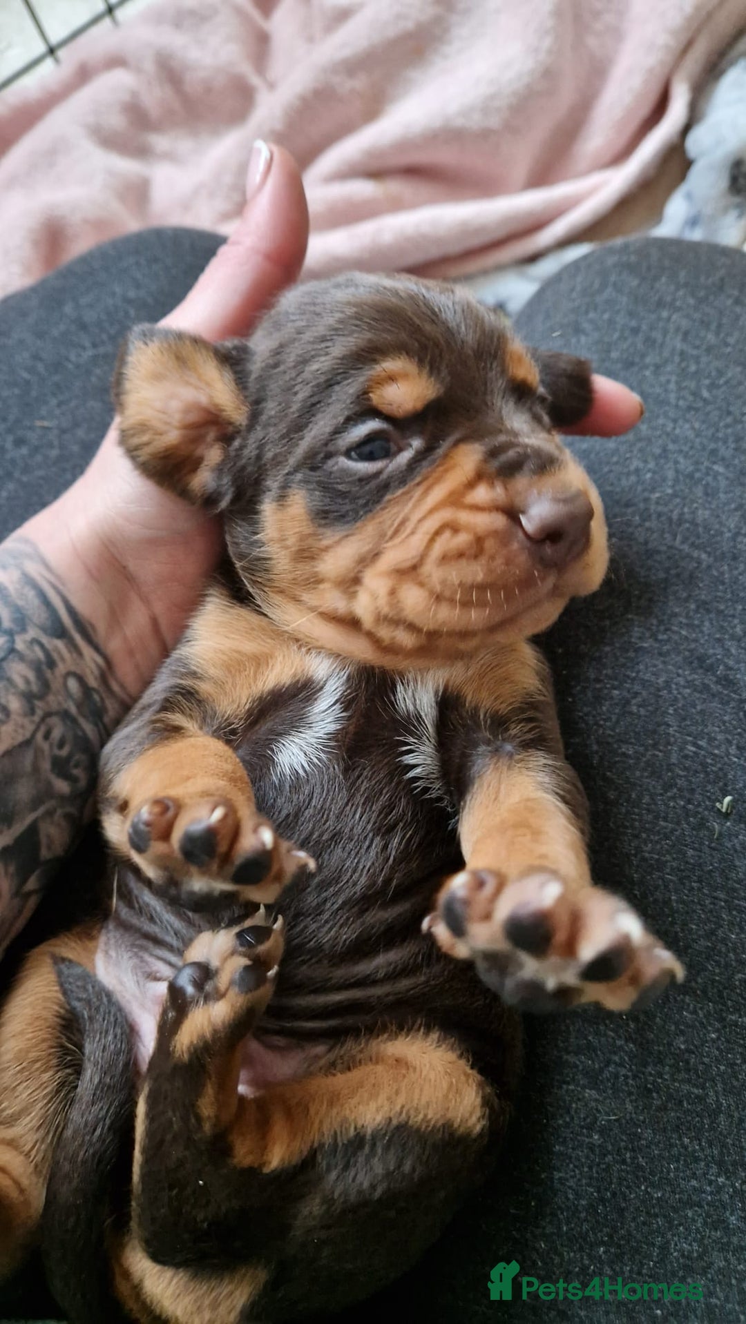 Mixed Breed dogs for sale: Working Cocker Spaniel X Hungarian Vizsla - Advert 3