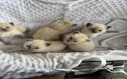 Ragdoll cats for sale: Blue point rag doll kittens - Image 3